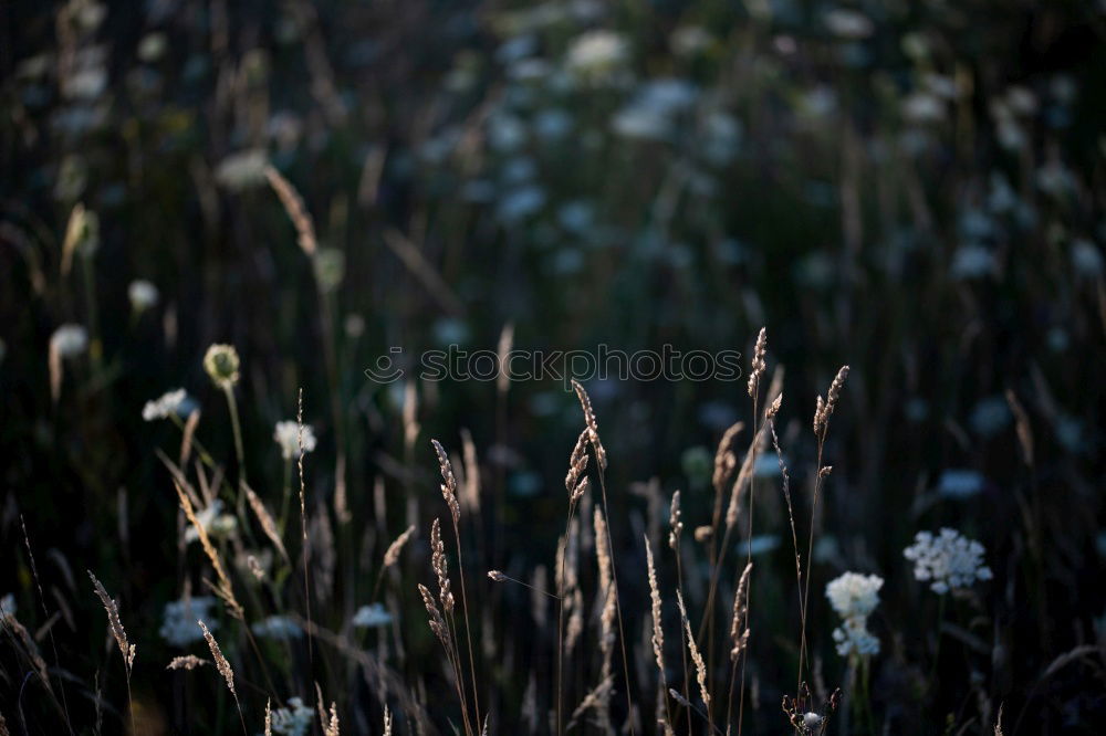 Similar – Allein / Mohn im Feld