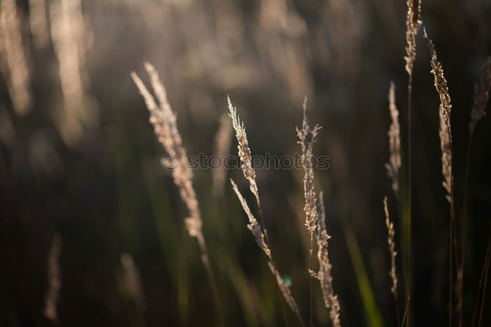 Similar – Image, Stock Photo grass Grass Green Stalk