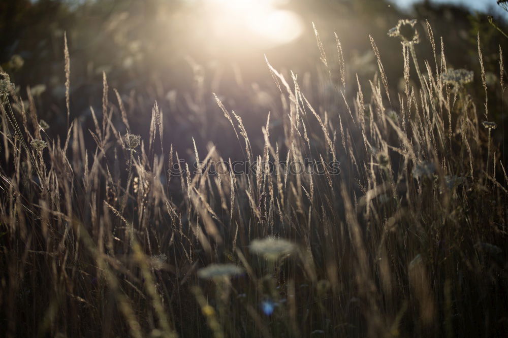 Similar – Image, Stock Photo lawn edge Exterior shot