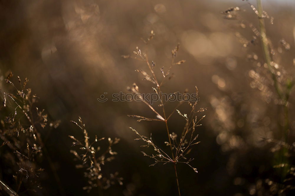 Similar – Cornfield and Marguerites