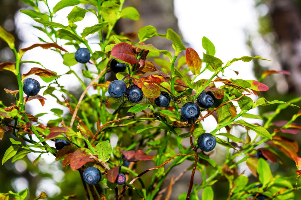 Similar – elder Elder Tree Berries