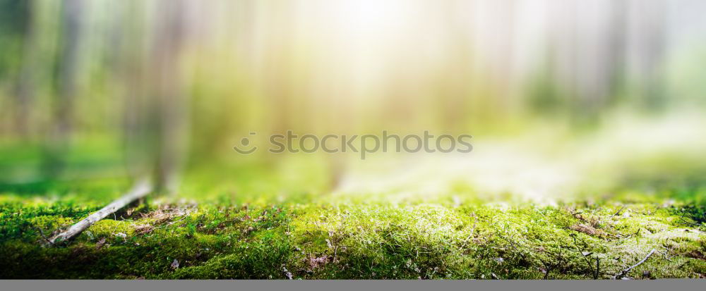 Similar – Image, Stock Photo Nothing going on without moss III