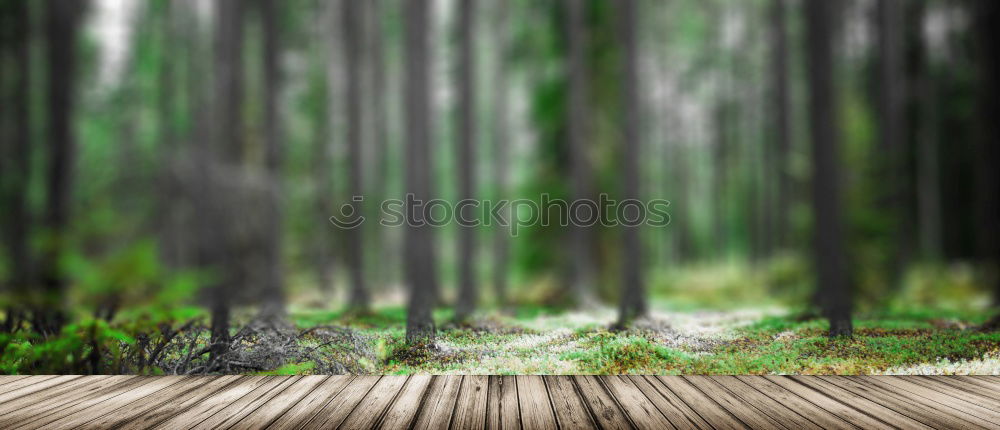 Similar – Image, Stock Photo autumn Environment Nature