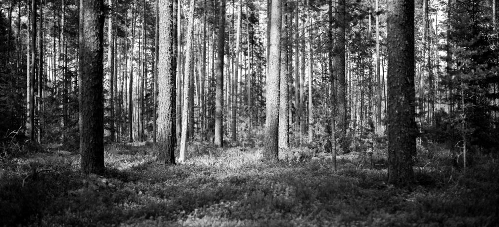 Similar – Image, Stock Photo In the floodplain forest