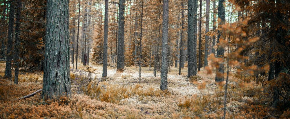 Similar – A little deer stands in the forest