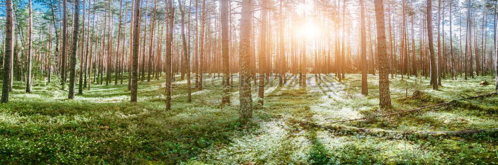 Similar – Forest walk in spring Trip