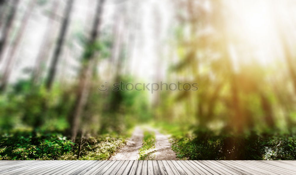 Similar – Hiker in forest with hands up