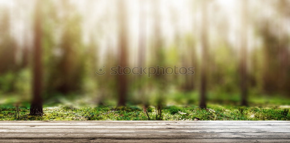 Similar – Hiker in forest with hands up