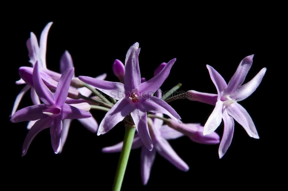 Similar – Giant leek, allium, giganteum,