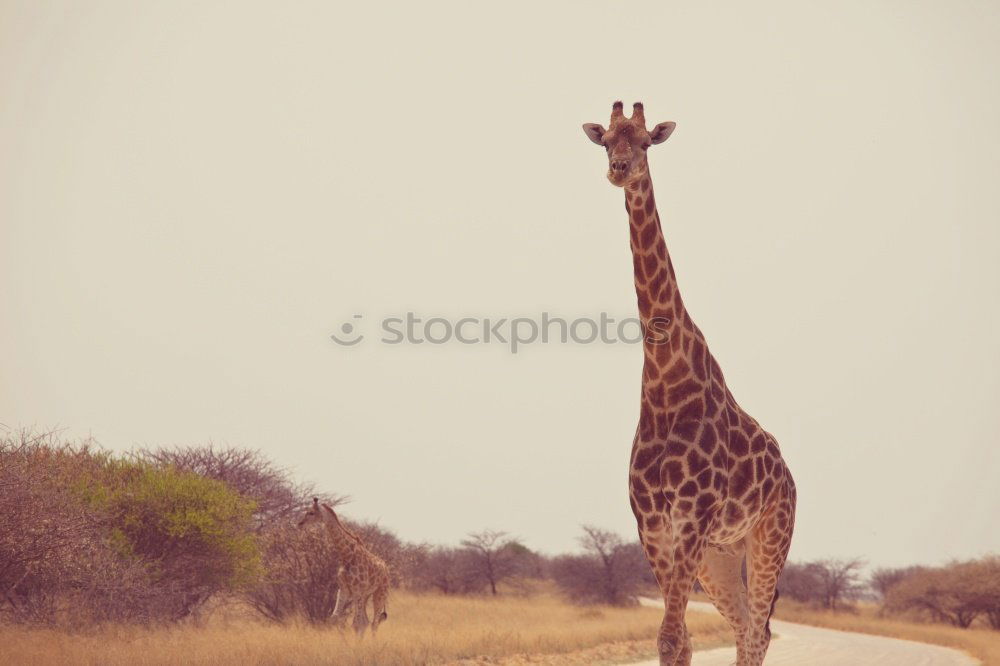 Similar – giraffe Namibia giraffe