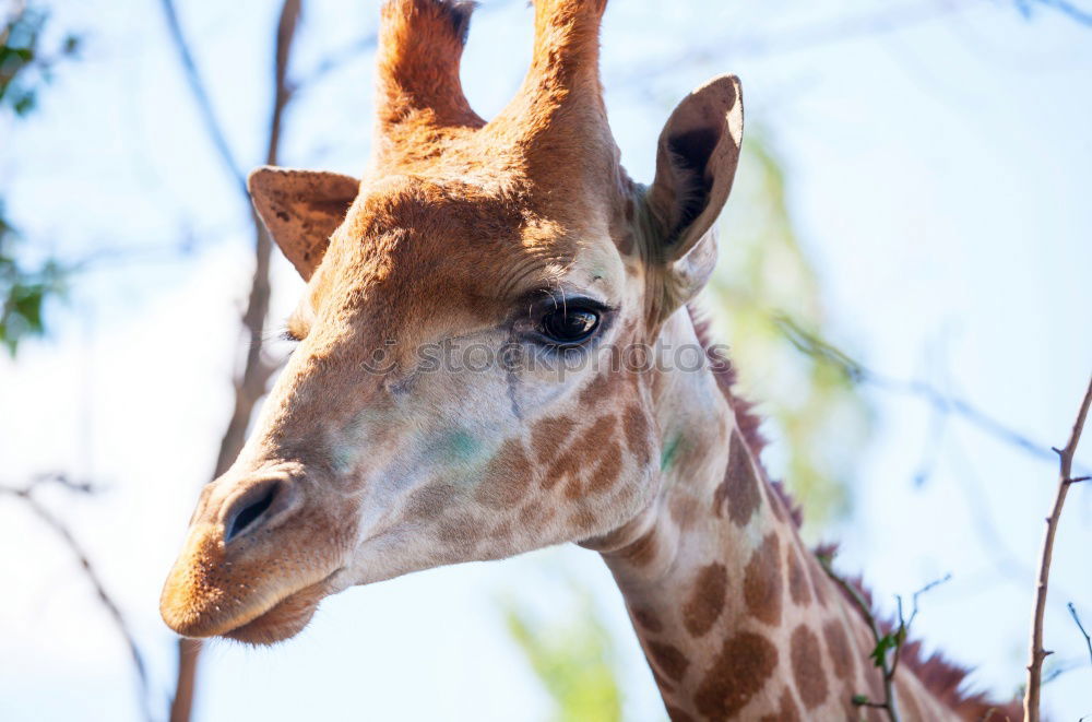 Similar – Image, Stock Photo Giraffe head Body Safari