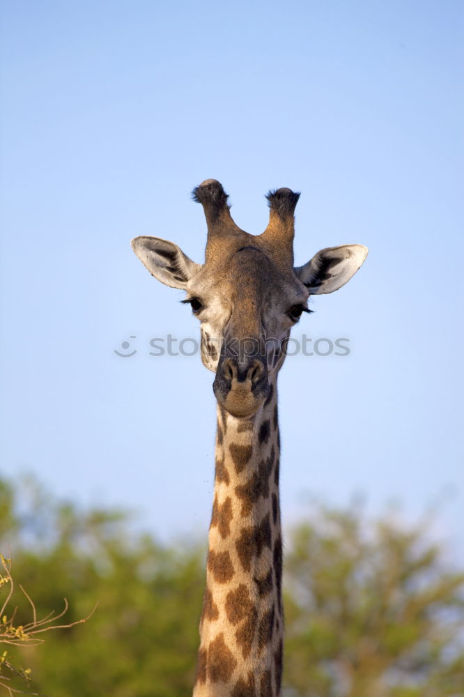 Similar – giraffe Wilderness Zoo