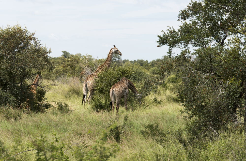 Similar – giraffe family Namibia