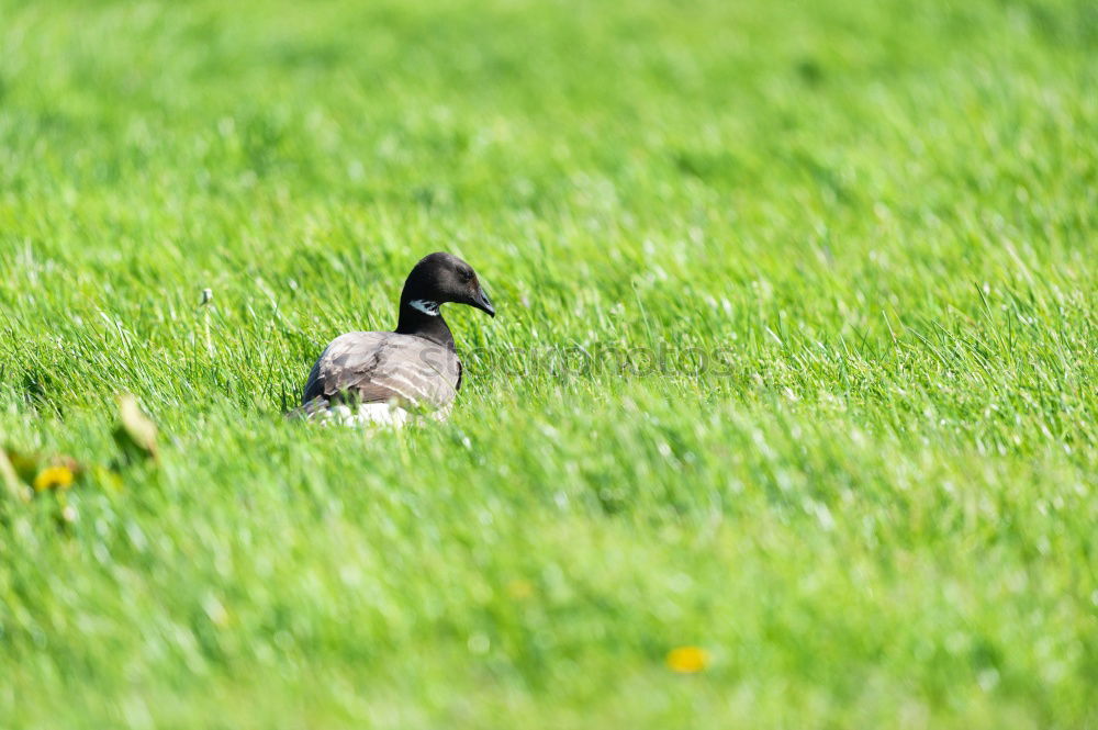 Similar – Foto Bild Siesta Umwelt Natur