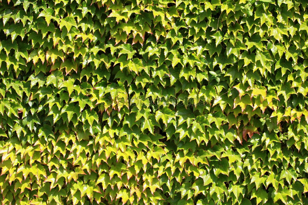 Similar – Image, Stock Photo ivy/wine wall Ivy