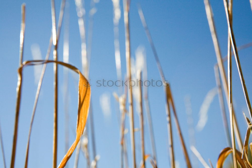 Similar – Image, Stock Photo windbreaker Grass Field