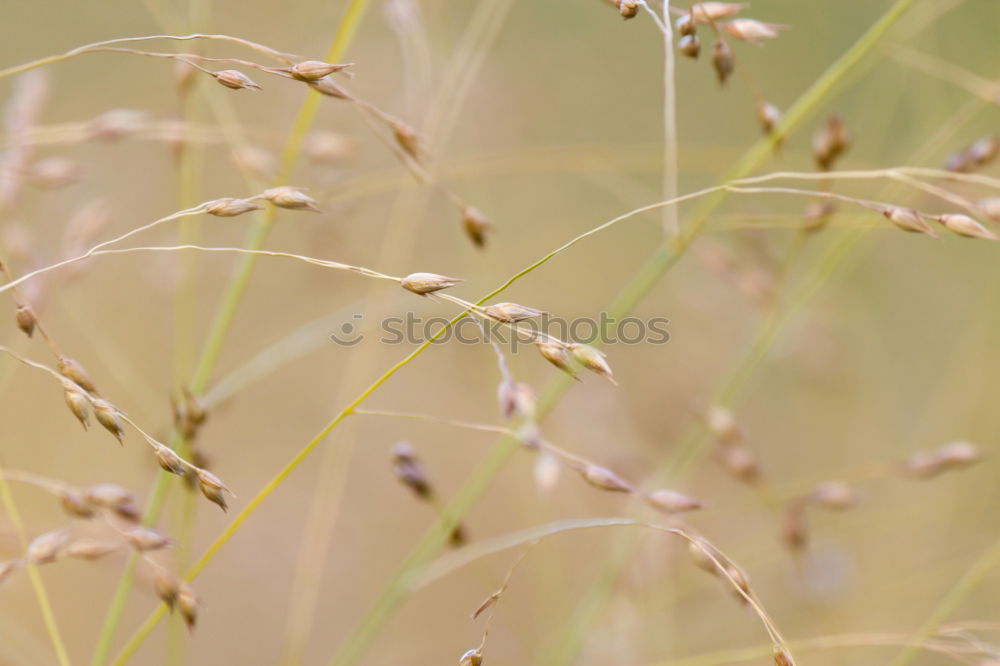 Similar – gold Plant Sunlight Spring