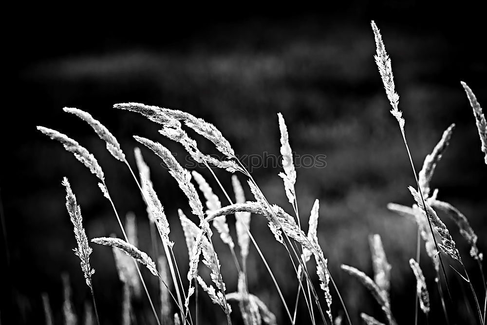 Similar – Image, Stock Photo grass Grass Green Stalk