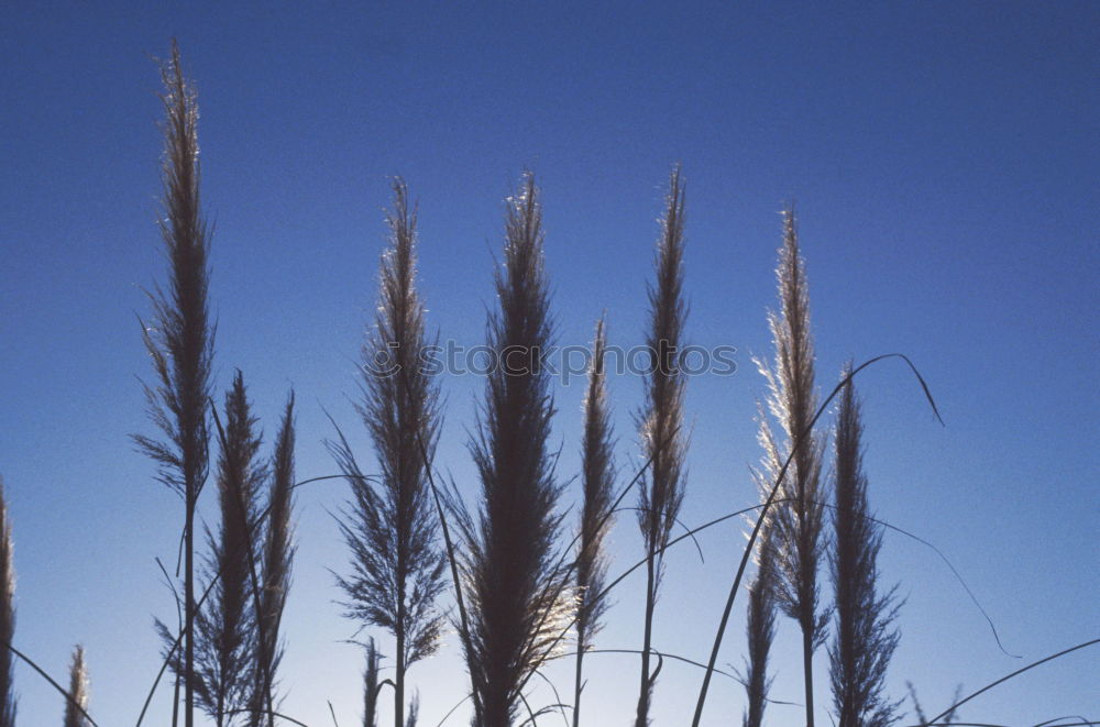 Similar – Corn and sky Grain Barley