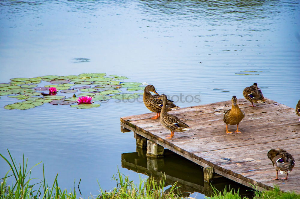 Image, Stock Photo mottled ducks Animal