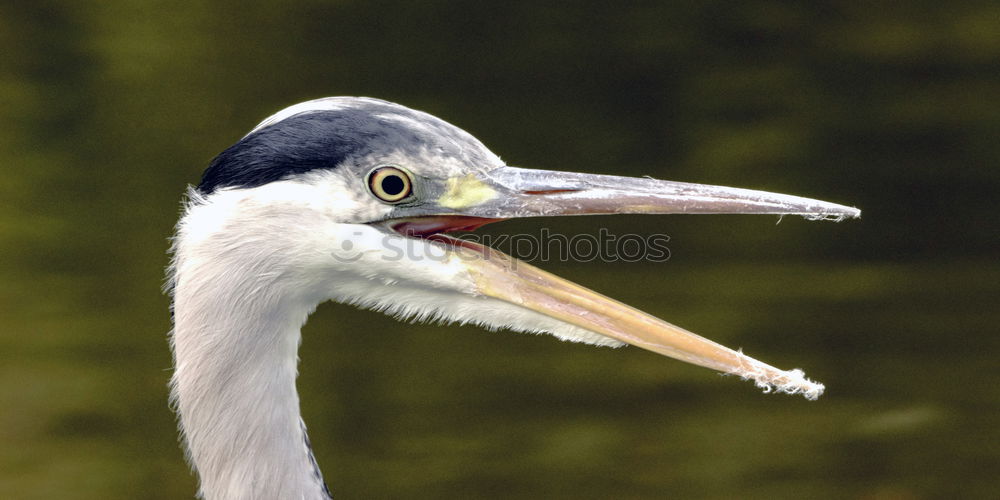 Similar – Image, Stock Photo Elegant white stork walking in the field