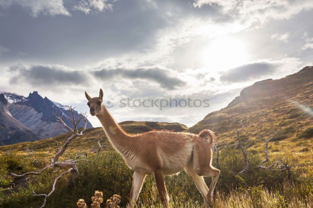 Similar – Image, Stock Photo Guanaco Animal 1 Blue