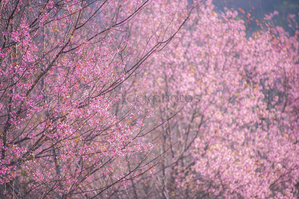 Similar – Image, Stock Photo in bloom Style Nature