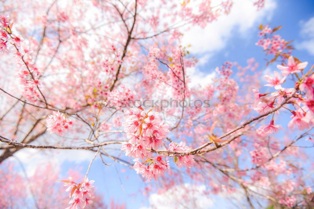 Image, Stock Photo WHITE vs. PINK Environment