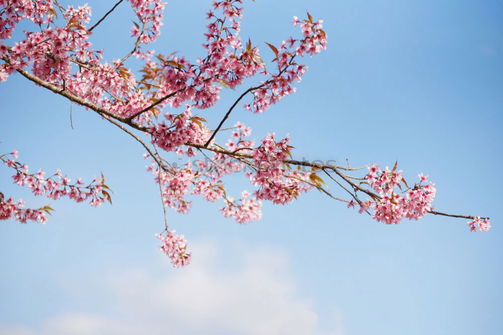 Similar – Pink Pale pink Environment