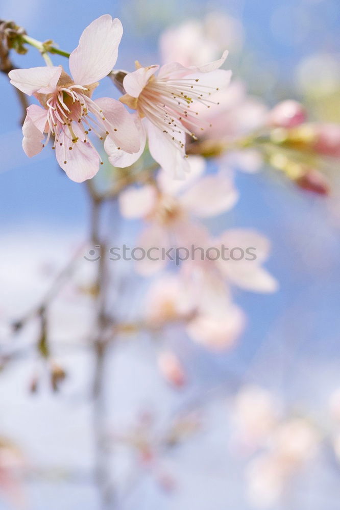 Similar – Image, Stock Photo Cherry blossoms after waking up