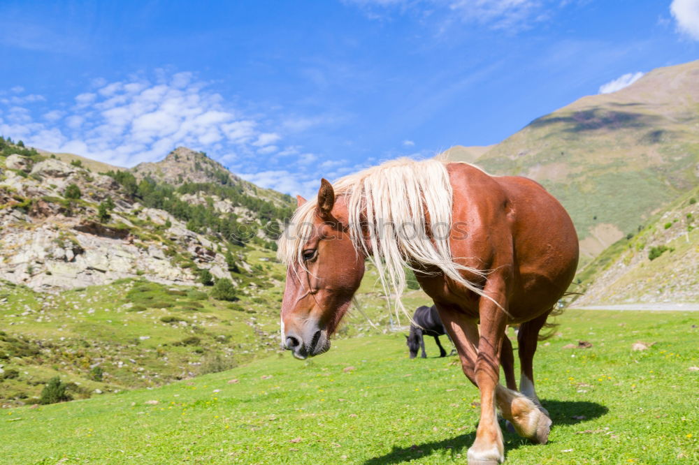 Similar – Image, Stock Photo View over valley from the horse back, Kyrgyzstan