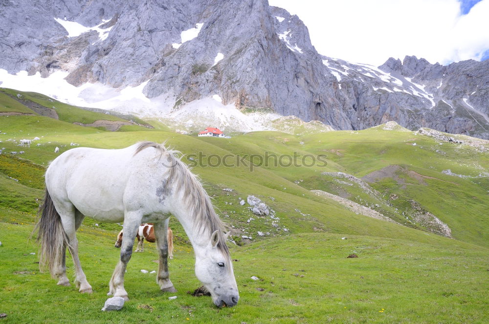 Similar – Horses on winter mountains