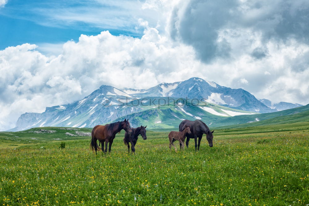 Similar – Image, Stock Photo View over valley from the horse back, Kyrgyzstan