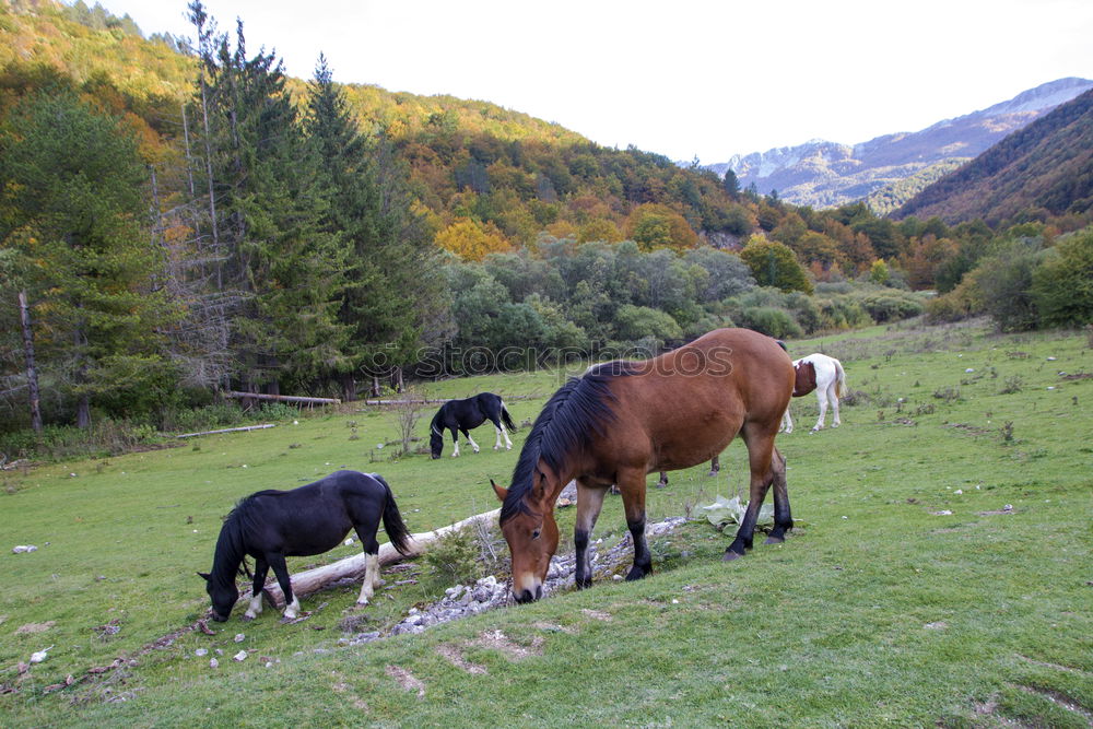 Similar – Foto Bild Hahn mit Harem Natur