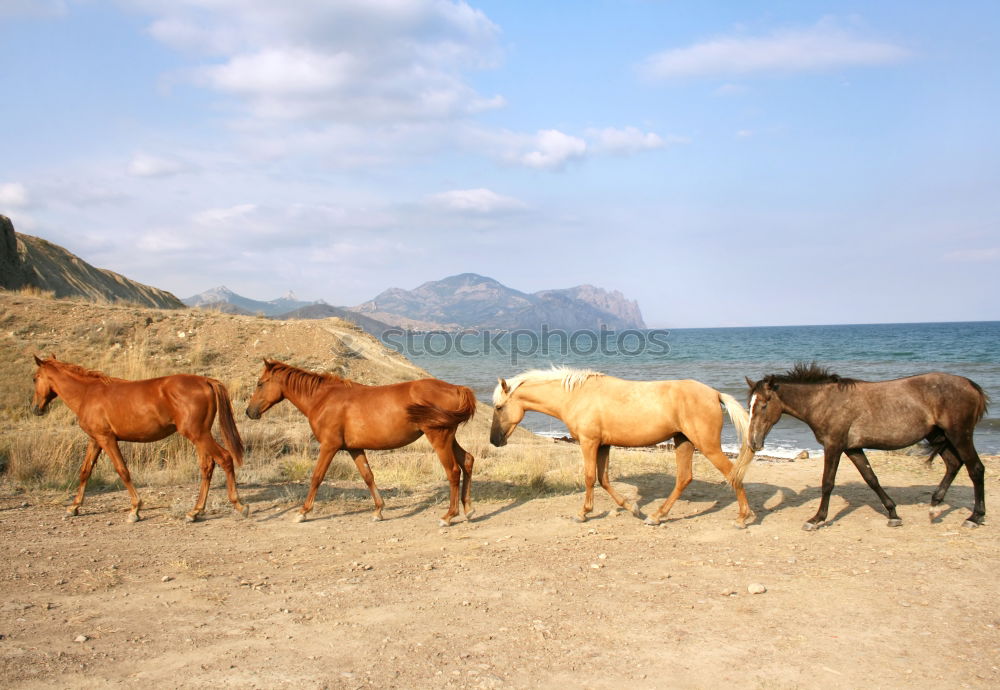 Similar – Image, Stock Photo sea apple Horse Tails Firm