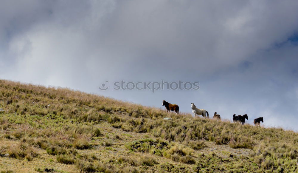 Similar – Image, Stock Photo Guanaco Animal 1 Brown