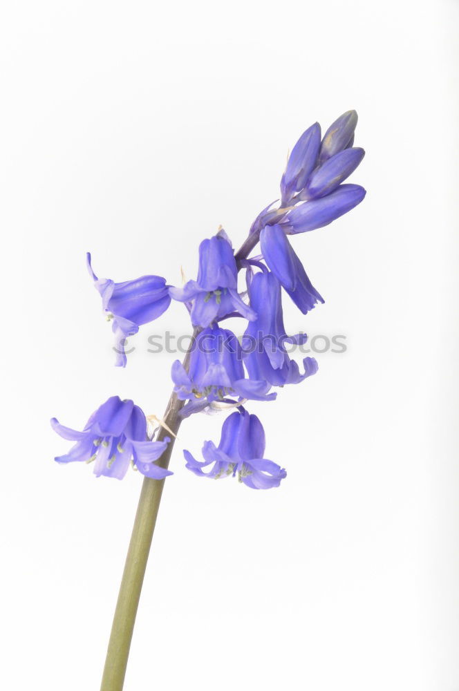 Similar – Hope For Spring Hyacinthus