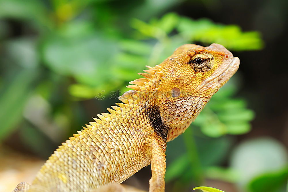 Similar – Image, Stock Photo lizard mink Saurians