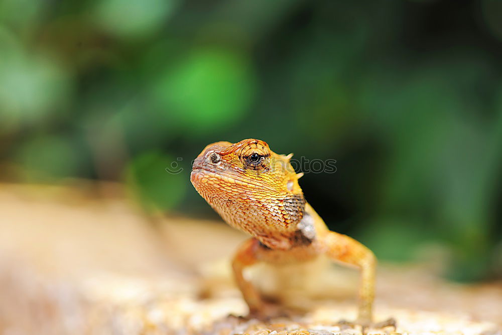 Similar – Image, Stock Photo iguana Vacation & Travel