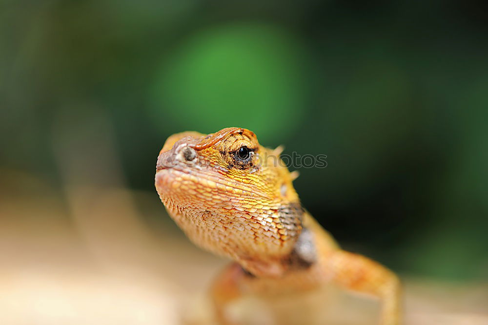 Similar – Image, Stock Photo Frog look, portrait