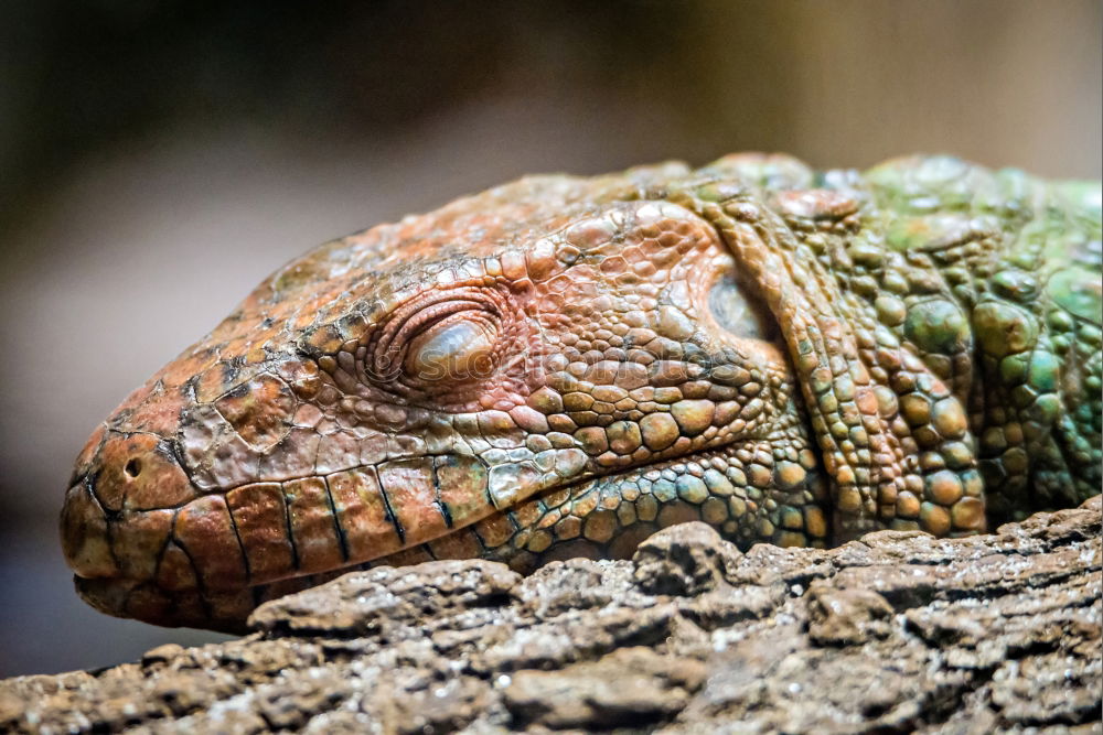 Similar – Image, Stock Photo Colorful Chin Exotic