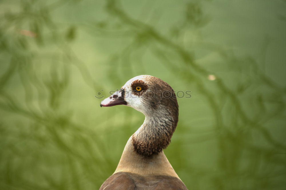 Similar – Image, Stock Photo A drake (I) Environment