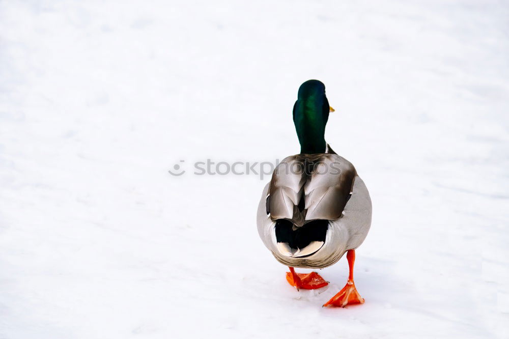 Similar – White warts ducks on a white background