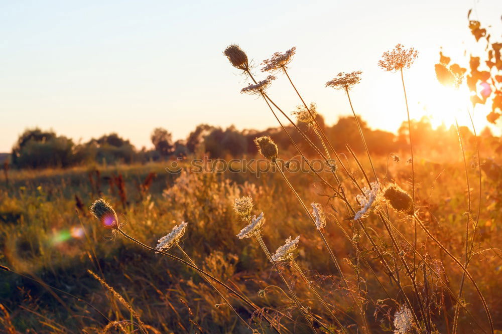 Similar – Image, Stock Photo prickly flowers in the golden sun