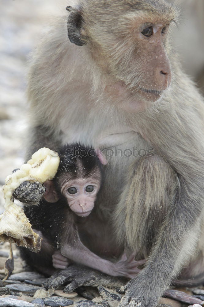 Similar – Image, Stock Photo Bali Monkeys Environment