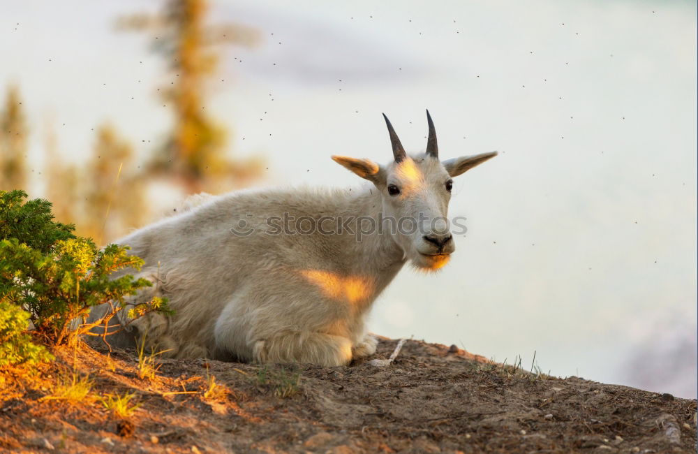 Similar – Image, Stock Photo Evening hour in the life of a sheep