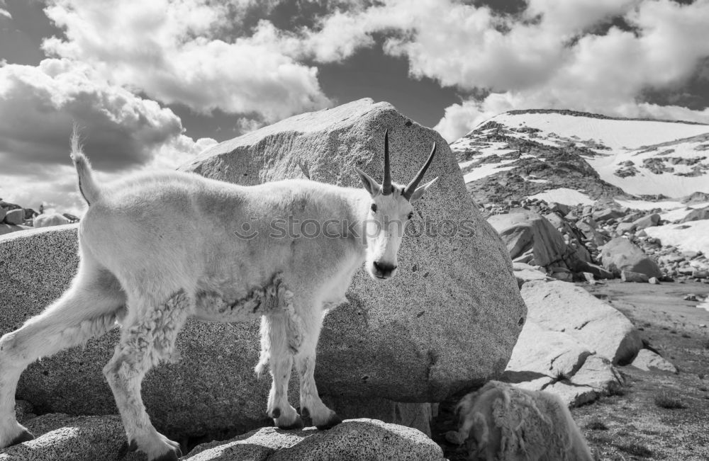 Similar – Isle of skye Scotland Sheep