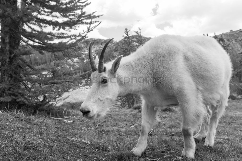 Similar – Image, Stock Photo Mooing cow Mountain Hiking