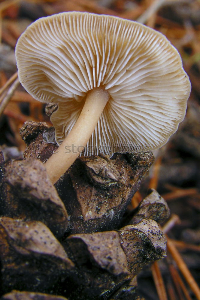 Similar – Image, Stock Photo Mushroom Impressions Tree