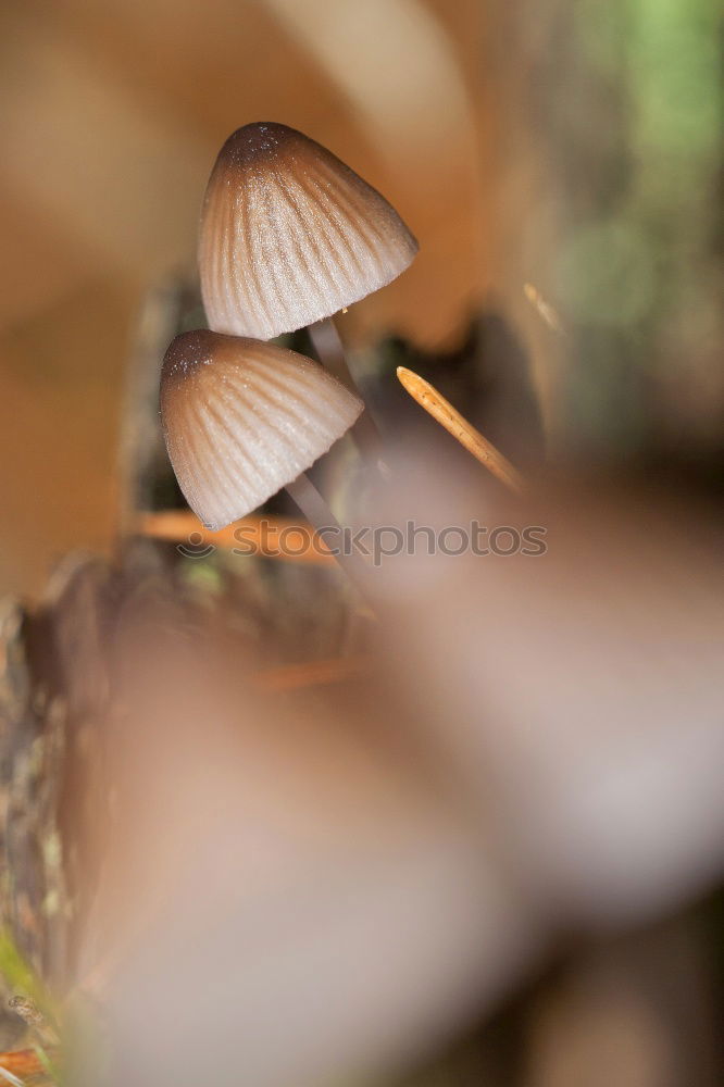 Similar – Image, Stock Photo even holes do not last forever | leaf feeding